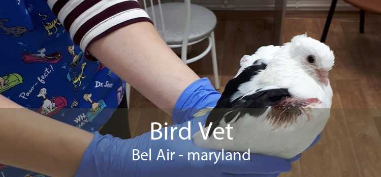 Bird Vet Bel Air - maryland
