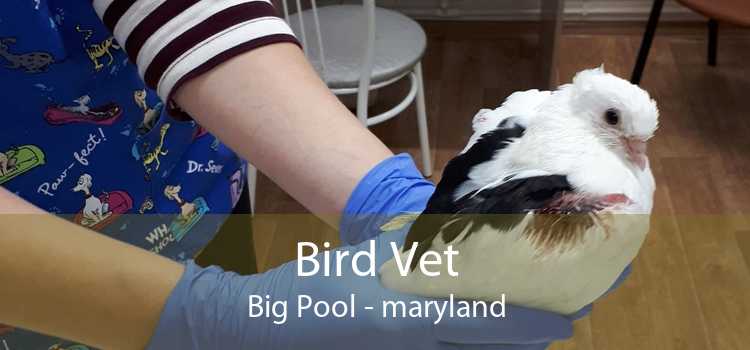 Bird Vet Big Pool - maryland