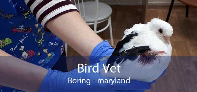 Bird Vet Boring - maryland