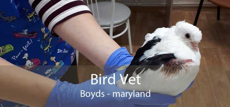 Bird Vet Boyds - maryland