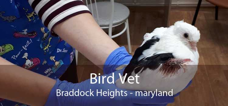 Bird Vet Braddock Heights - maryland