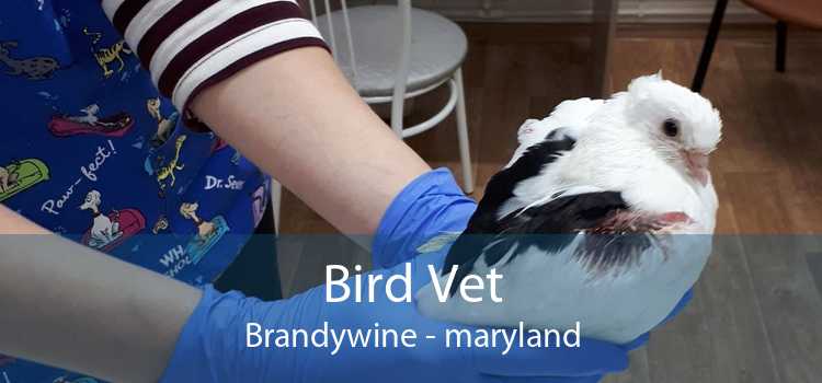 Bird Vet Brandywine - maryland