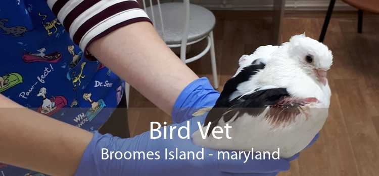 Bird Vet Broomes Island - maryland