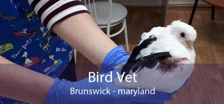 Bird Vet Brunswick - maryland