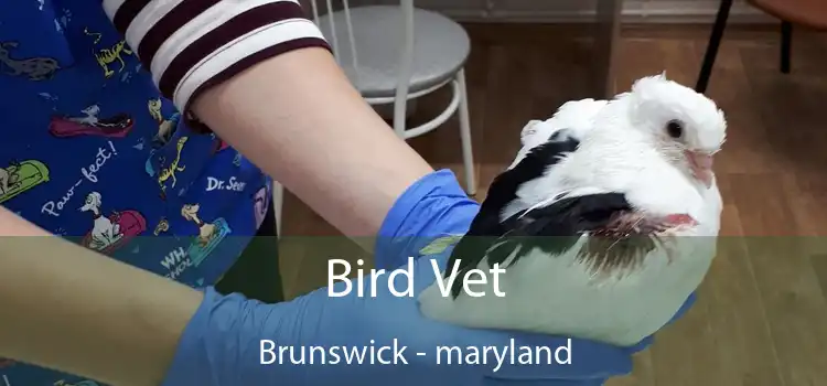 Bird Vet Brunswick - maryland
