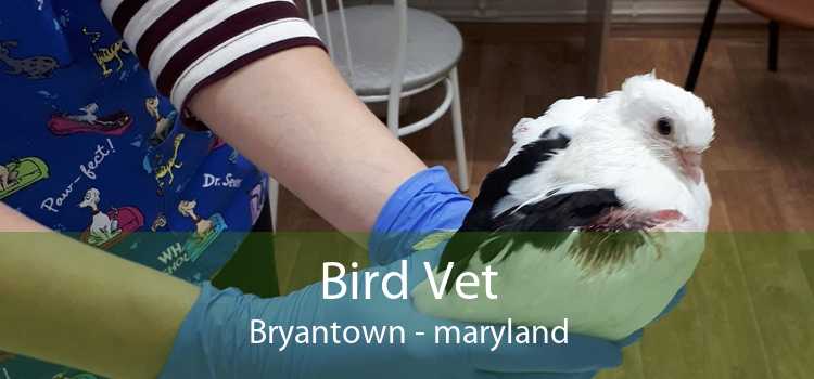 Bird Vet Bryantown - maryland