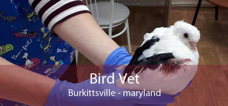 Bird Vet Burkittsville - maryland