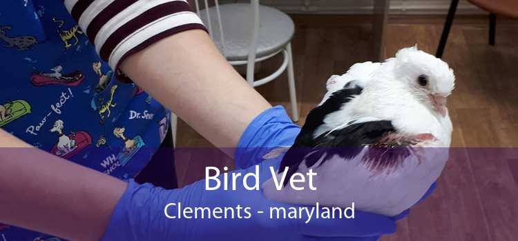 Bird Vet Clements - maryland