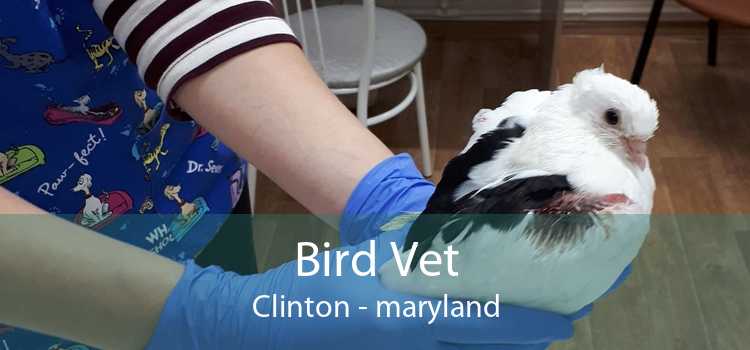 Bird Vet Clinton - maryland