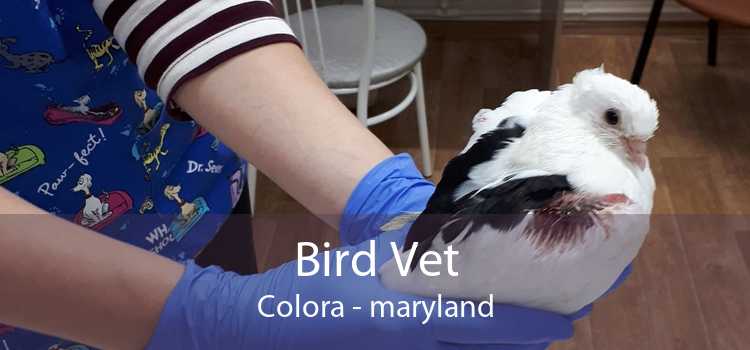 Bird Vet Colora - maryland