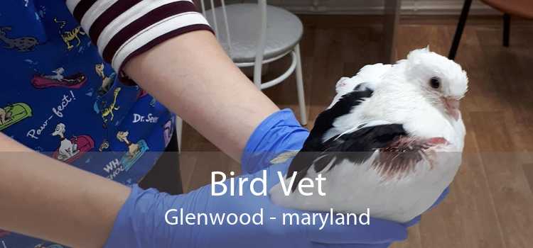 Bird Vet Glenwood - maryland