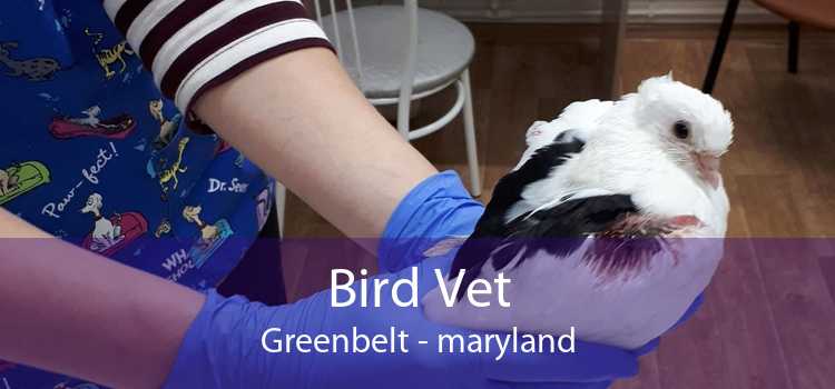 Bird Vet Greenbelt - maryland