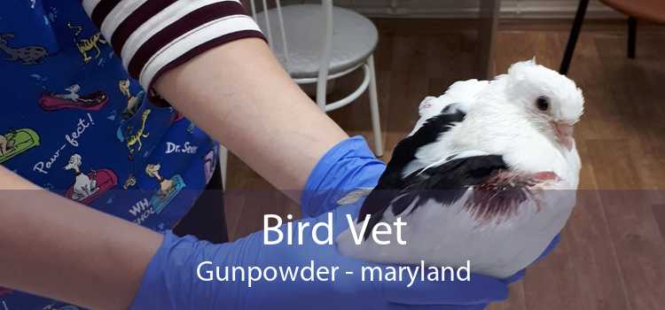 Bird Vet Gunpowder - maryland