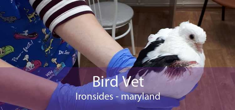 Bird Vet Ironsides - maryland