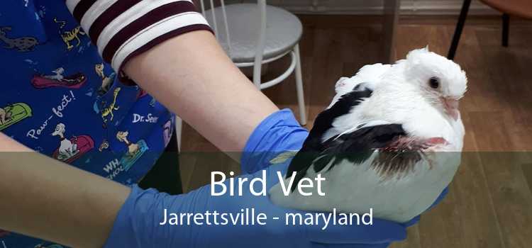 Bird Vet Jarrettsville - maryland