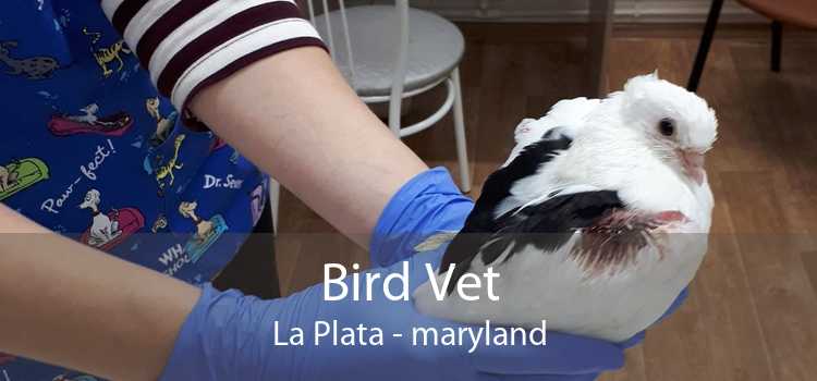 Bird Vet La Plata - maryland