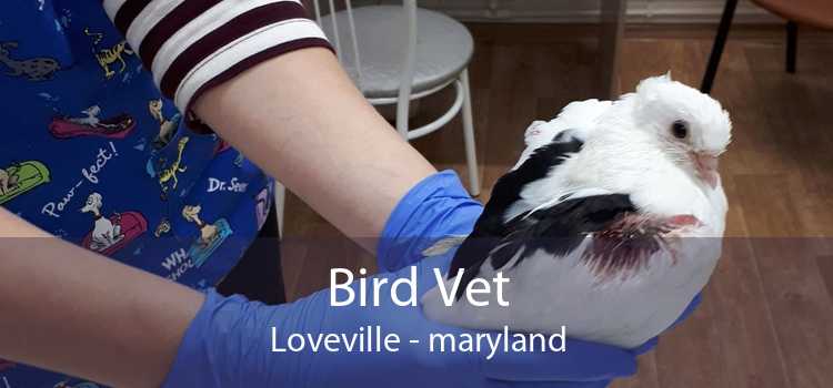 Bird Vet Loveville - maryland