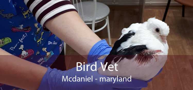 Bird Vet Mcdaniel - maryland