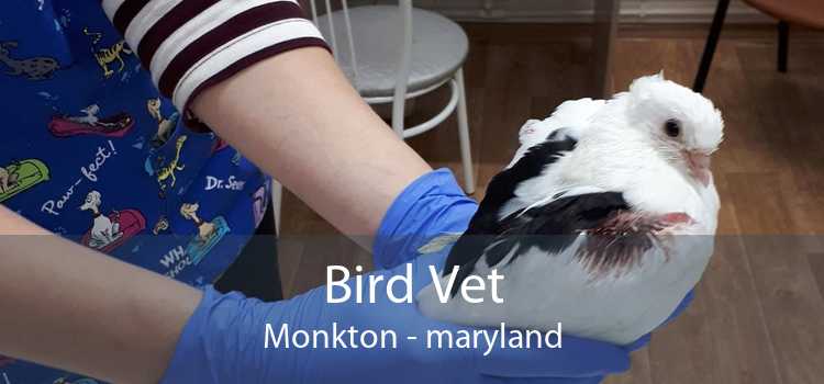 Bird Vet Monkton - maryland