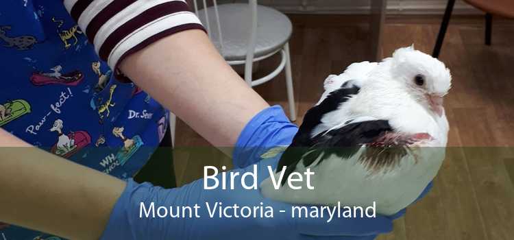 Bird Vet Mount Victoria - maryland