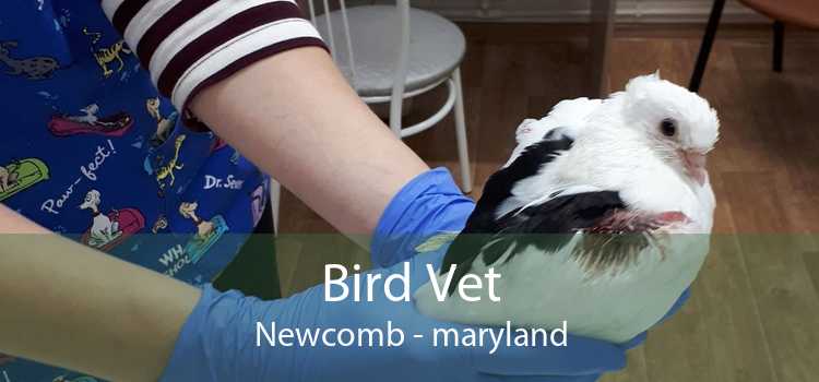 Bird Vet Newcomb - maryland
