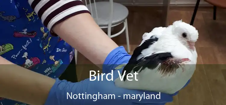 Bird Vet Nottingham - maryland