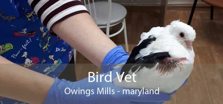 Bird Vet Owings Mills - maryland