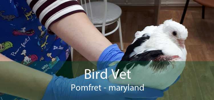 Bird Vet Pomfret - maryland