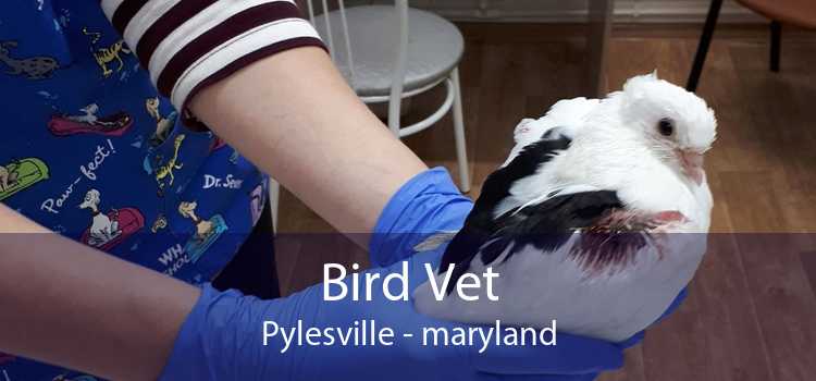 Bird Vet Pylesville - maryland