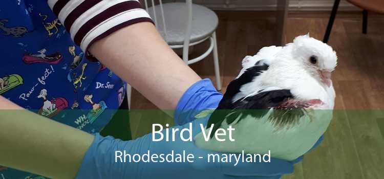 Bird Vet Rhodesdale - maryland