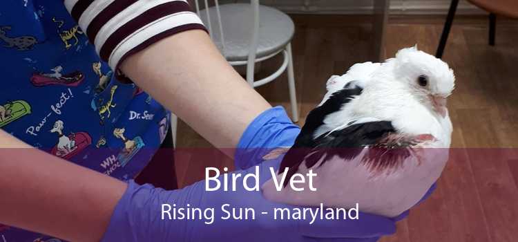 Bird Vet Rising Sun - maryland