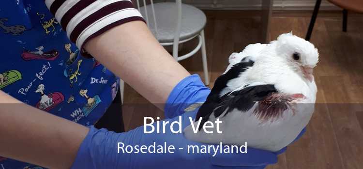 Bird Vet Rosedale - maryland