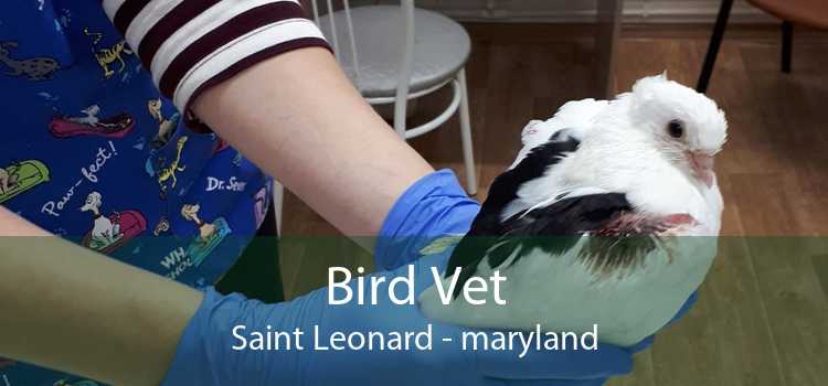 Bird Vet Saint Leonard - maryland