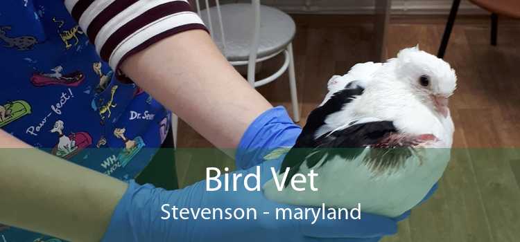 Bird Vet Stevenson - maryland