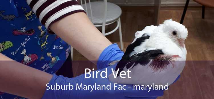 Bird Vet Suburb Maryland Fac - maryland