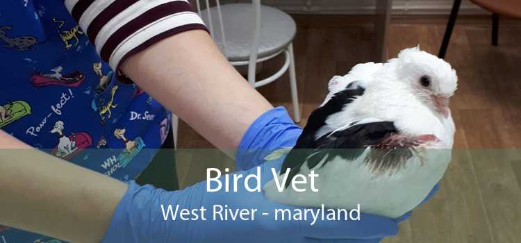 Bird Vet West River - maryland