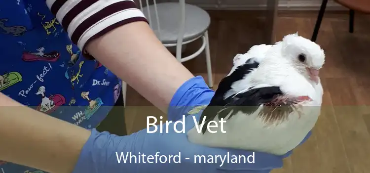 Bird Vet Whiteford - maryland