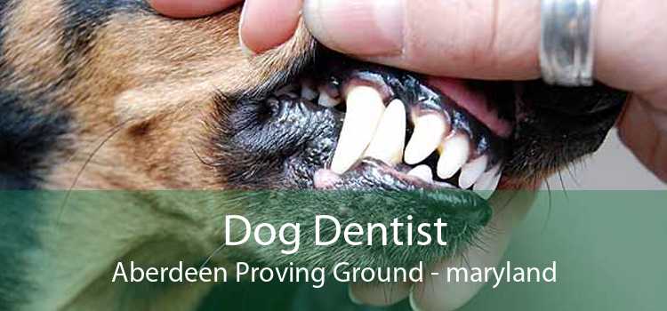 Dog Dentist Aberdeen Proving Ground - maryland