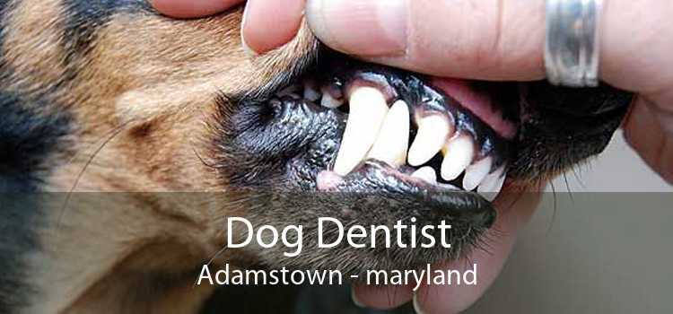 Dog Dentist Adamstown - maryland