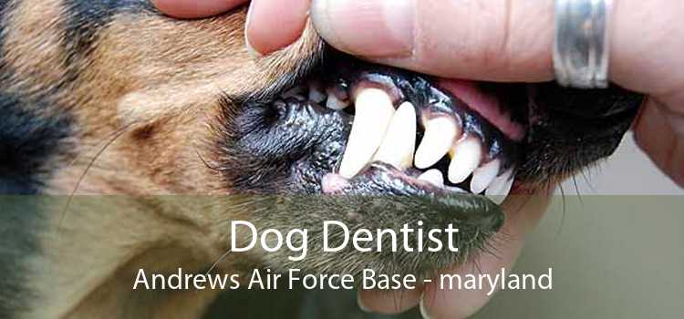Dog Dentist Andrews Air Force Base - maryland