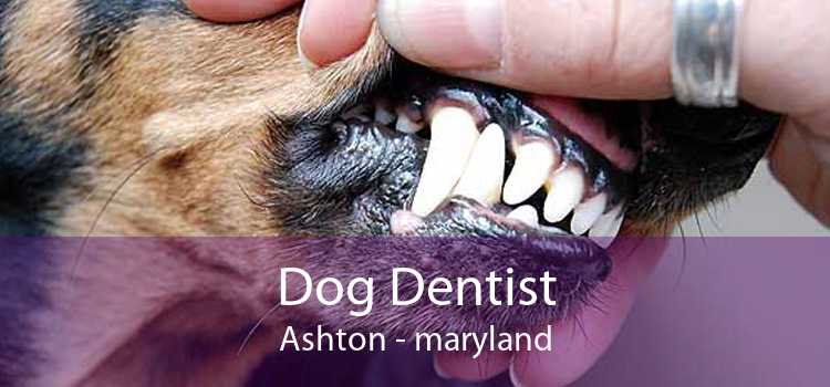 Dog Dentist Ashton - maryland