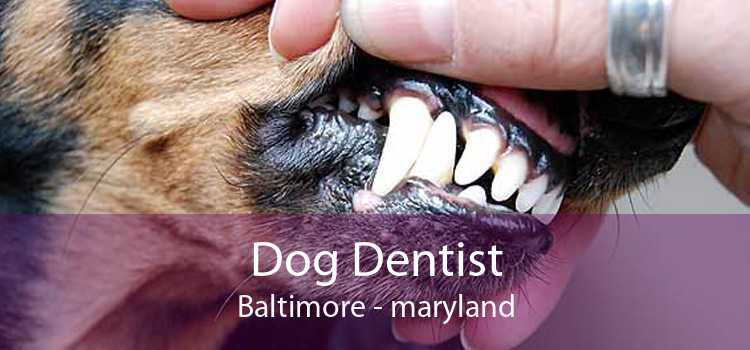 Dog Dentist Baltimore - maryland