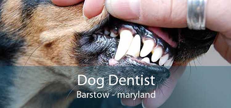 Dog Dentist Barstow - maryland