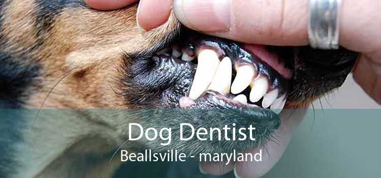 Dog Dentist Beallsville - maryland