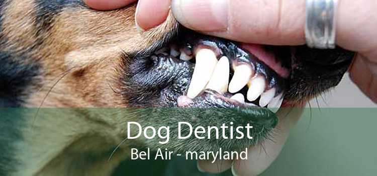 Dog Dentist Bel Air - maryland