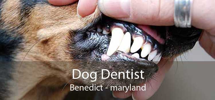 Dog Dentist Benedict - maryland