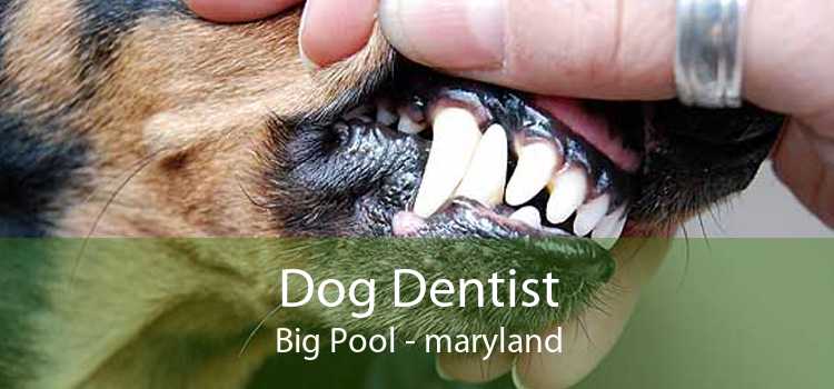 Dog Dentist Big Pool - maryland