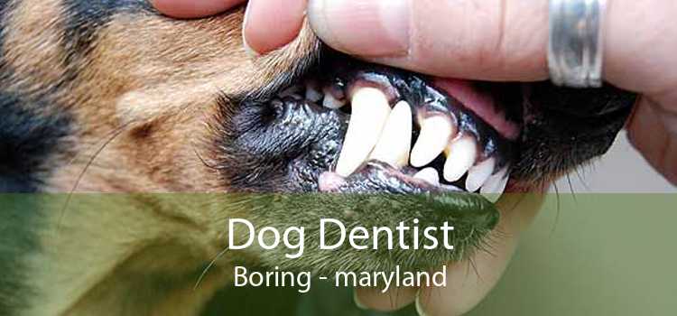Dog Dentist Boring - maryland