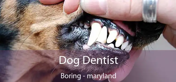 Dog Dentist Boring - maryland
