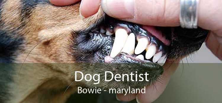 Dog Dentist Bowie - maryland